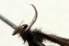 Epichnopterix plumella